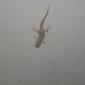 Mediterranean House Gecko_10