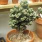 My Plant Collection