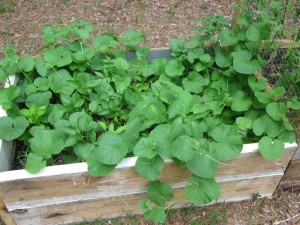 A Third Addition To My Raised Bed Gardening