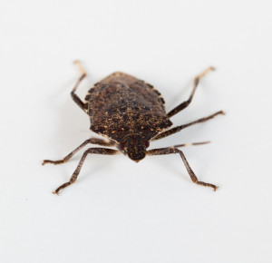 Get Rid Of Stink Bugs