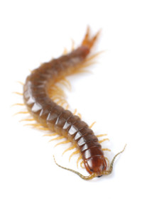 How To Get Rid Of Centipedes In The House