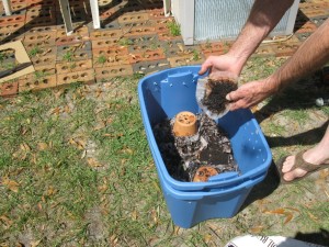 How To Worm Compost