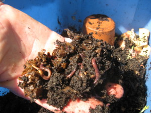 Vermiculture