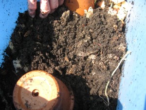 Worm Castings In Worm Bin