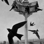 Attracting-Purple-Martins-To-Your-Yard-150x150