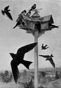 Attracting Purple Martins To Your Yard
