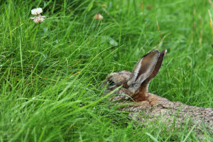 Rabbit Meat Recipes