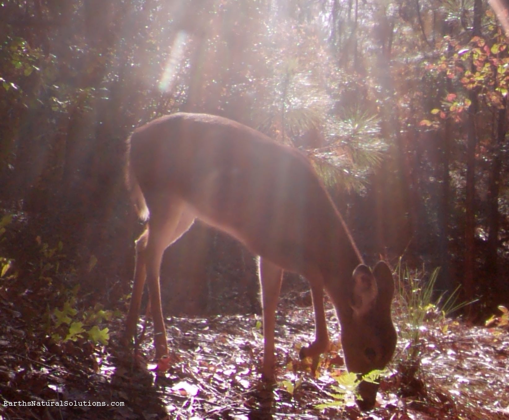 deer_pic31
